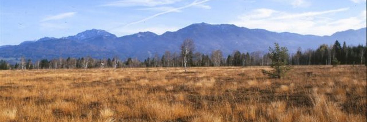 Lawn rush in moonlight felt, slide near Pleyl View over the moonlight felt. Sky and mountains in the background. In the foreground, long brown grass: blades of turf rush