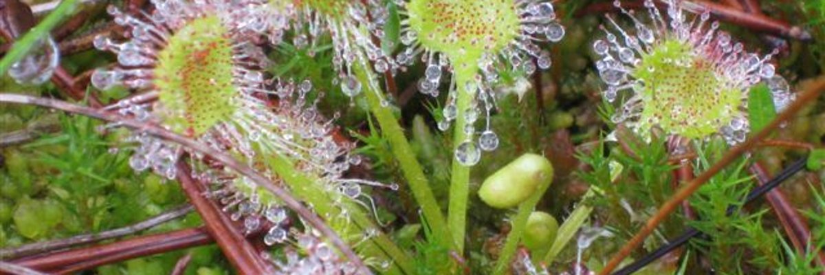 Round-leaved sundew Photo taken from diagonally above the plant.