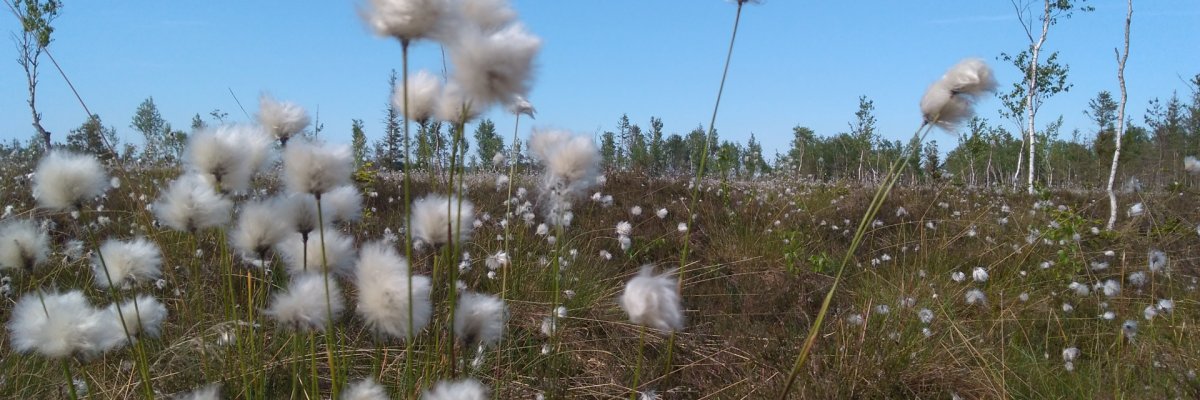 Sheath cottongrass Close-up of the plant