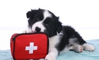 Puppy with an emergency kit Puppy with an emergency kit