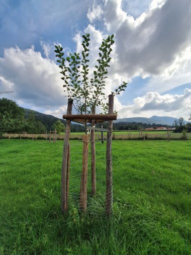 Obstbäumchen mit Schutz aus Holz und Draht Junger Obstbaum auf grüner Wiese vor wolkenverhangenem Himmel.