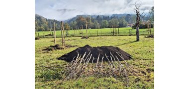 Bäume aus dem Apfel-Birne-Projekt bereit zur Pflanzung Schmuckbild