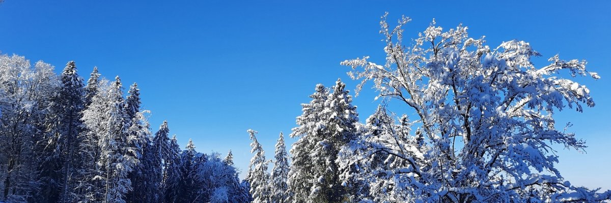 Winterbild Landschaft mit Baumwipfel Das Bild zeigt Baumwipfel voll Schnee vor blauem Himmel