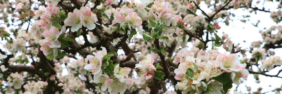 Blüten an Baumzweigen im Frühling Das Bild zeigt Blüten an Baumzweigen im Frühling
