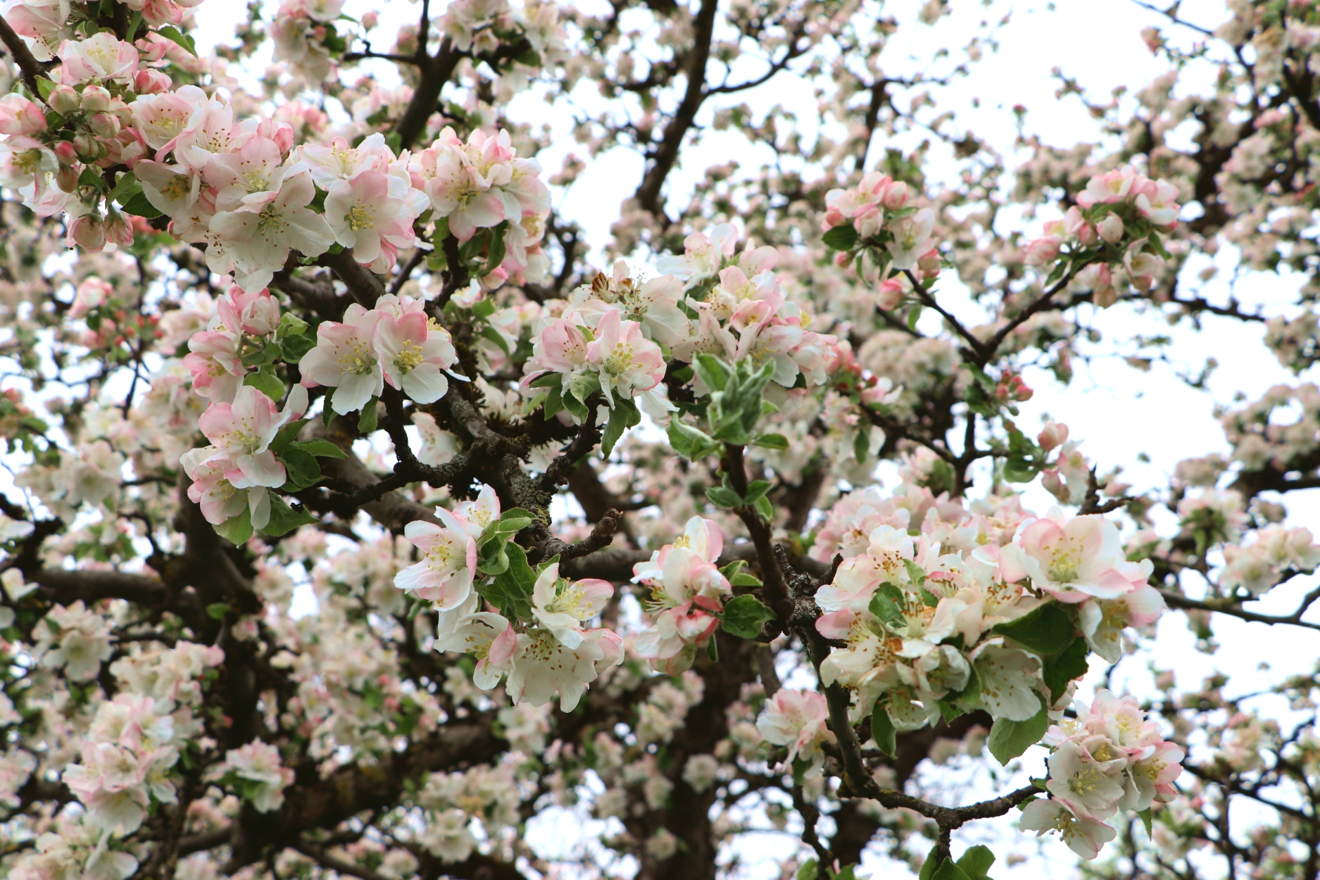 Das Bild zeigt Blüten an Baumzweigen im Frühling