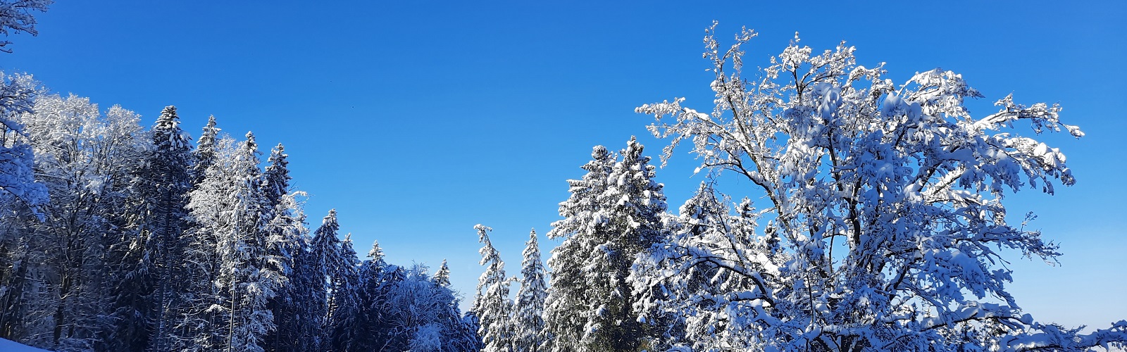 Das Bild zeigt Bäume voll Schnee vor einem blauem Himmel
